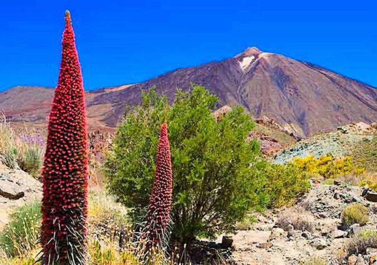 Buena Vibra Tenerife Sur Playa de las Américas Eksteriør billede